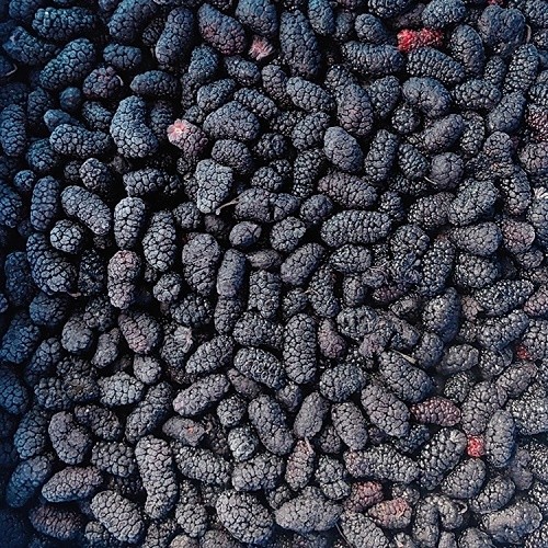Frozen Mulberry
