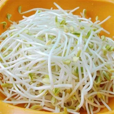 Brotes de frijol mungo chinos